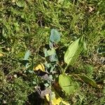 Cerinthe glabra Leaf