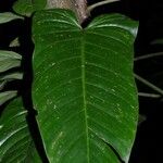 Philodendron jodavisianum Leaf