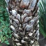 Phoenix reclinata Bark