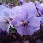 Viola × williamsii Blüte