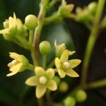 Gongronemopsis latifolia Blüte