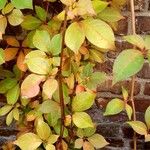 Parthenocissus henryana Συνήθη χαρακτηριστικά