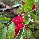 Sambucus racemosaFruit