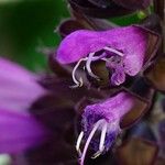 Salvia patens Çiçek