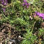 Verbena aristigera Ліст