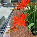 Crocosmia aureaFlower