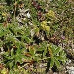 Alchemilla transiens Habit