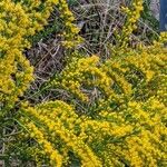 Solidago chilensis Flower