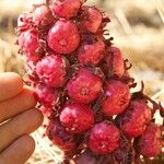 Sarcodes sanguinea Fruit