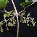 Jasminum dispermum موطن