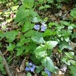 Veronica chamaedrys Habit