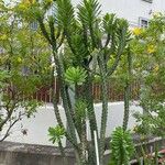 Euphorbia neriifolia عادت