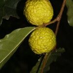 Clarisia biflora Fruct