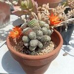 Rebutia heliosa Flower