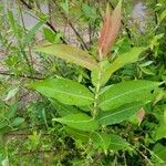 Salix eriocephala Blatt