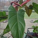 Philodendron hederaceum  var kirkbrideiLiść