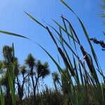 Typha orientalis Habit