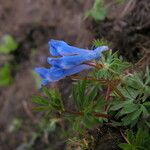 Corydalis cashmeriana عادت