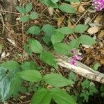 Lathyrus venetus Blad