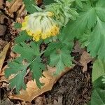 Corydalis nobilis Blüte