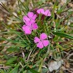Dianthus glacialis Hoja