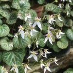 Begonia saxifraga 花