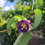 Passiflora laurifolia 花