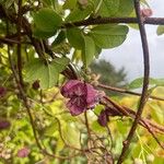 Akebia quinata Квітка