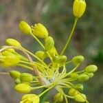 Allium flavum फूल