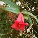 Lapageria rosea Квітка