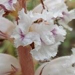 Orobanche crenata Flower
