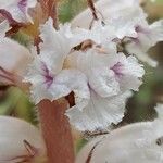 Orobanche crenata Fiore