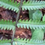 Thelypteris scabra Hoja
