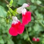 Salvia microphyllaCvet