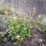 Cardamine parviflora Blad