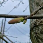 Acer pseudoplatanus Drugo