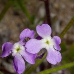 Matthiola tricuspidata 花