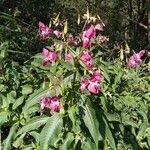 Impatiens glanduliferaFlower