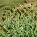 Rudbeckia occidentalis Costuma