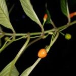 Besleria solanoides Fruto