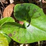 Hexastylis arifolia Frunză