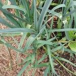 Allium porrum Frunză