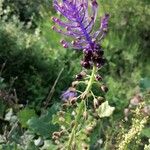 Muscari comosumFlower