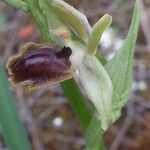 Ophrys virescens Mosusu