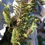 Dryopteris villariiLiść