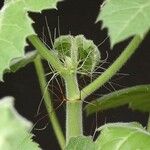 Jatropha spicata Blatt