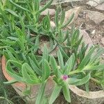 Carpobrotus acinaciformisBlatt