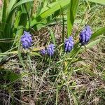 Muscari neglectumLorea