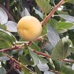 Diospyros kaki Fruit