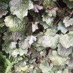 Heuchera americana 葉